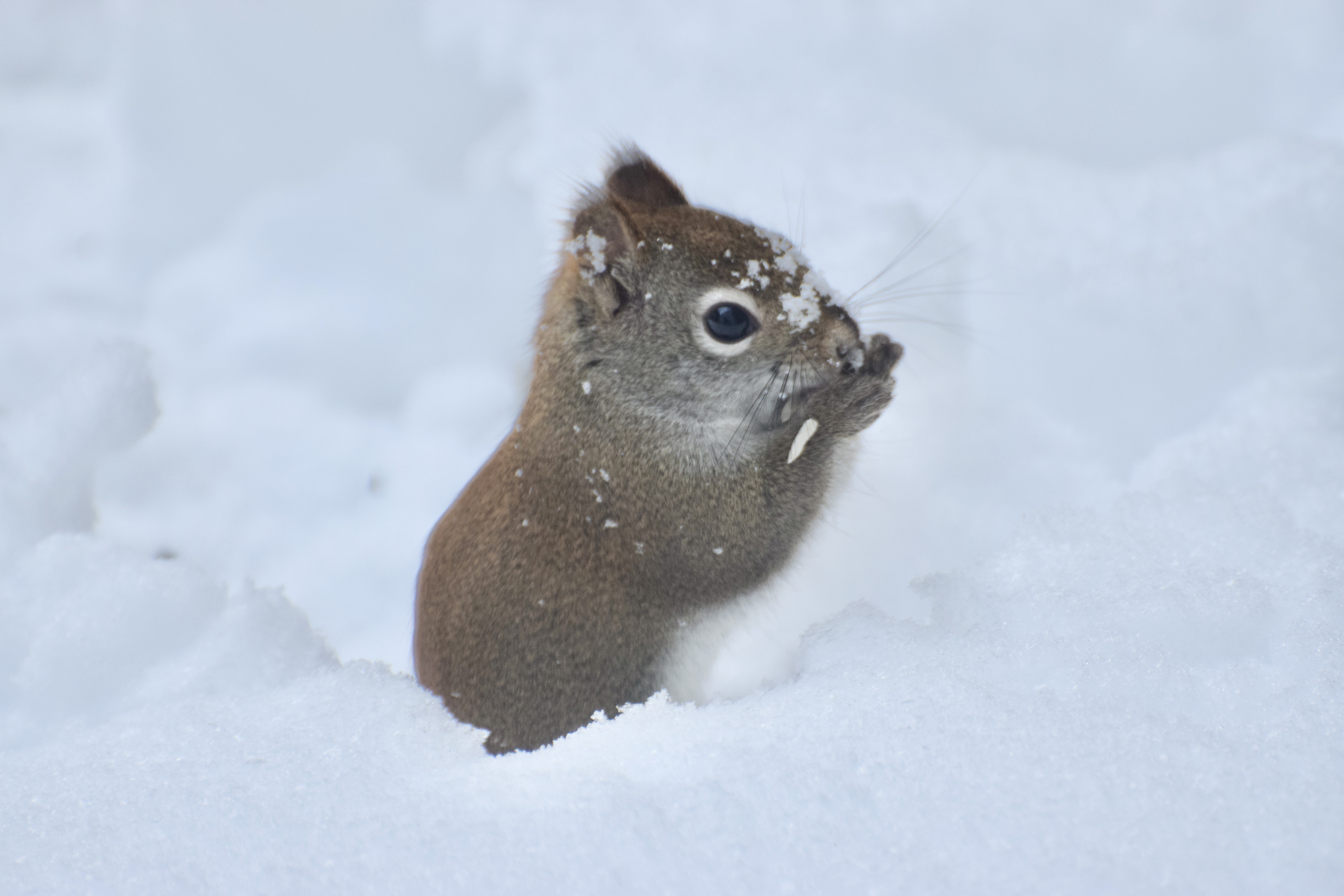 red squirrel elbow deep in snow